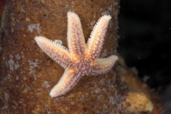 Common Starfish - Asterias rubens