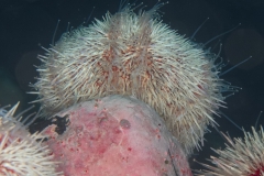 Common sea urchin - Echinus esculentus