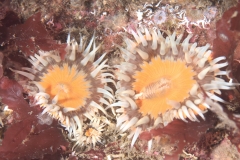 Elegant anemone - Sagartia elegans.