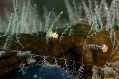 Kelp FIr - Obelia geniculata